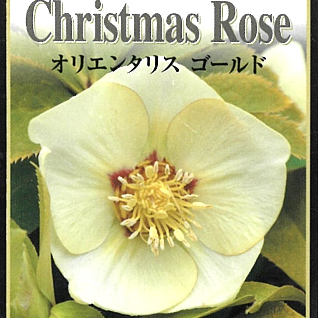クリスマスローズ 苗 ゴールド 実生苗 7.5cm 実生 冬 花壇 耐寒性