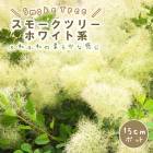 ���⡼���ĥ꡼���� �ۥ磻�ȷ� 15����ݥå� ���� �� �����ǥ˥� ���� �դ�դ� ��� ����� �դ�⤳ �ե��� �İ��� �򷧤��� ����̵��