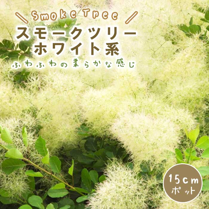 スモークツリー苗木 ホワイト系 15cmポット 花木 苗 ガーデニング