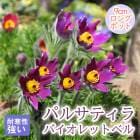 ��ͽ��۽ɺ��� �� �ѥ륵�ƥ��� �Х�����åȥ٥� 9������󥰥ݥå� �����㤤 ����ä��󤽤� ¿ǯ�� �ڥ�˥���ڣ�������ܤ��缡ȯ����