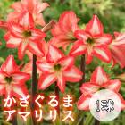 ��������� ���ޥ�ꥹ 1�� ��å� �� �鿴�� ��Ƥ䤹�� �տ��� �庬 �Х饨�ƥ� ȭ���� �Ͽ��� ���� �֤�����