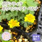 ��ͽ��۽ɺ��� �� �ݥƥ�ƥ��� �ͥ��ޥ�˥��� �٥�� 9������󥰥ݥå� �����㤤 ����ä��󤽤� ¿ǯ�� �ڥ�˥���ڣ�������ܤ��缡ȯ����