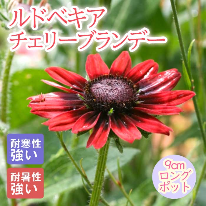 10月中下旬より順次発送】宿根草 苗 ルドベキア チェリーブランデー
