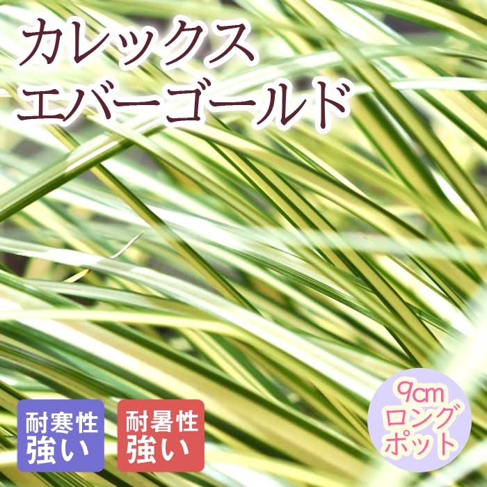 �ɺ��� �� ����å��� ���С�������� 9������󥰥ݥå� ���饹 ����ä��󤽤� ¿ǯ�� �ڥ�˥���