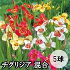 �����ꥸ�� ���� 5�� ��å� �������� �ۥ磻�� �� �� �� �տ��� �庬 �Х饨�ƥ� ȭ���� �Ͽ��� ���� �֤�����