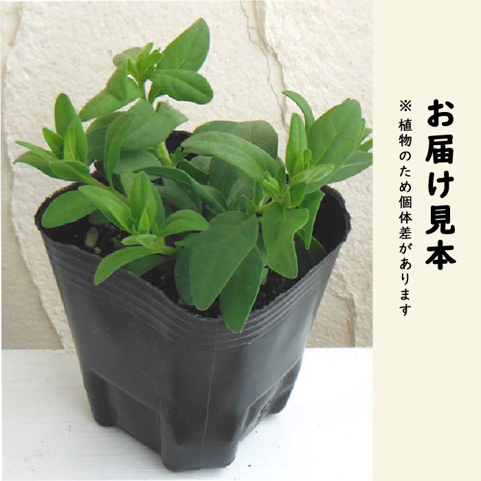 花苗 スーパーベル ダブルブルー 9cmポット カリブラコア