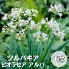 �ĥ�Х��� �ӥ��饻��  ����� 1�� �ۥ磻�� �� �տ��� �庬 �Х饨�ƥ� ȭ���� �Ͽ��� ���� �֤�����