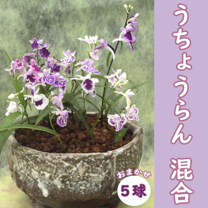 植木鉢　蘭　山野草　盆栽　エビネ 植木鉢 蘭 エビネ 盆栽 山野草 ウチョウラン