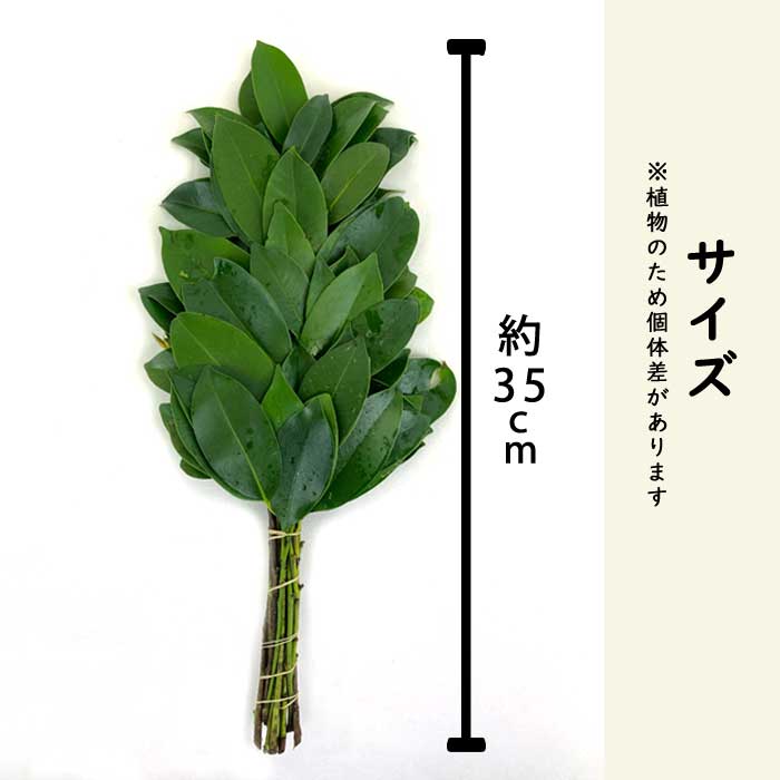 姫榊 榊 姫サカキ ヒサカキ 1対(2束入) 神棚 サカキ お祀り 植物 葉