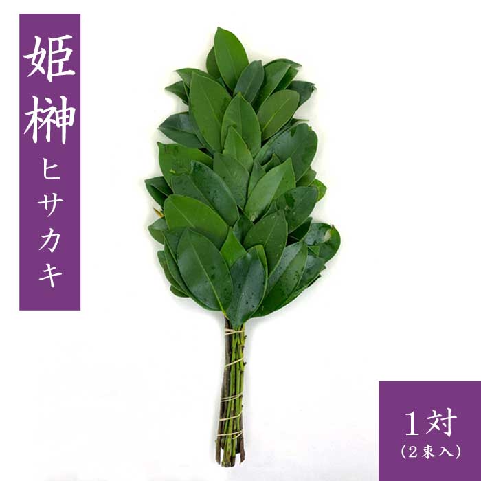 自然な樹形が美しい 山採りの ヒサカキ 646 樹高1.4m位 ヒメサカキ 姫