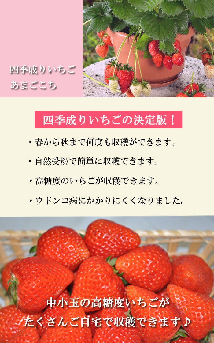 イチゴ 苗 四季成り あまごこち 9cmポット なるあま いちご