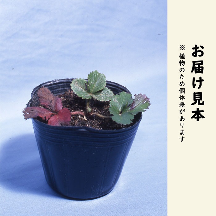 イチゴ 苗 四季成り あまごこち 9cmポット なるあま いちご