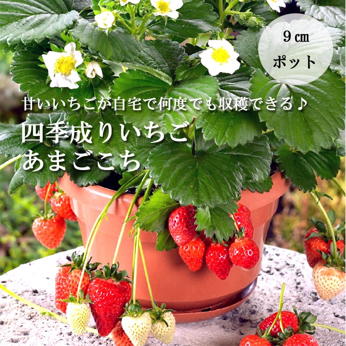 いちご様　確認用　5点 いちご 「茂木完熟いちご」 いちご選手権金賞 とちあいか レギュラー
