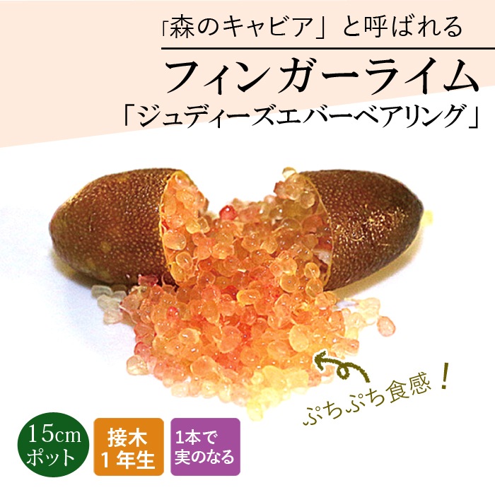 希少　接木　フィンガーライム ジュディーズエバーベアリング　品種確認済み フィンガーライム 苗木 ジュディーズエバーベアリング 15cm鉢 柑橘