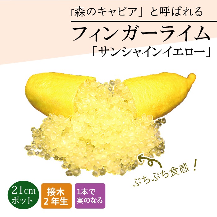 フィンガーライム 苗木 サンシャインイエロー 21cm鉢 柑橘 柑橘苗