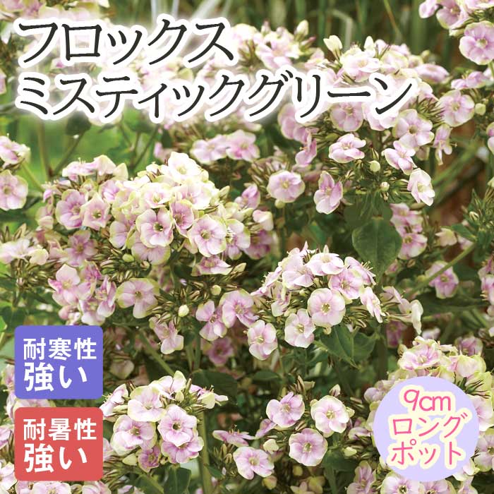 宿根草 苗 フロックス ミスティックグリーン 9cmロングポット 暑さに
