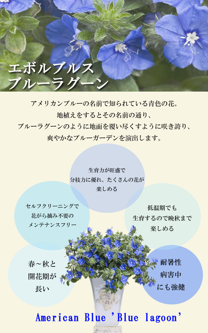 アメリカンブルー様 花苗 PW エボルブルス ブルーラグーン 3.5号 アメリカンブルー