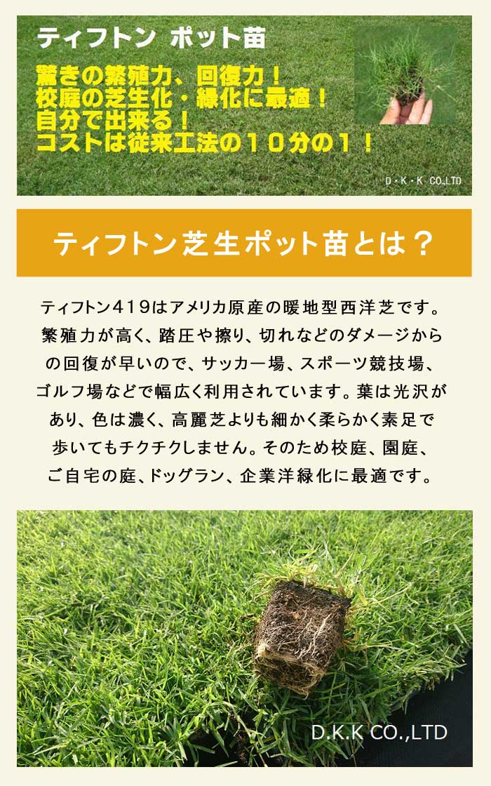 ティフトン芝生　100苗（5×5トレー4つ） ティフトン芝生 100苗（5×5トレー4つ） 芝生 天然芝 ティフトン