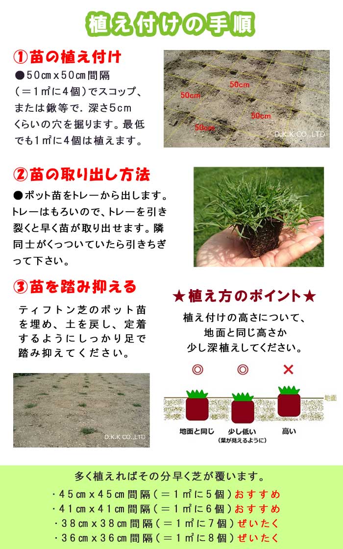 ティフトン 芝生 苗 1トレー 25ポット入り (1ポット 5cm×5cm