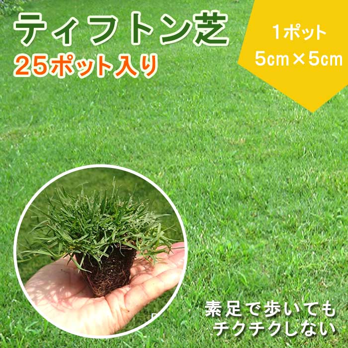 ティフトン芝生　100苗（5×5トレー4つ） ティフトン 芝生 苗 1トレー 25ポット入り (1ポット 5cm×5cm