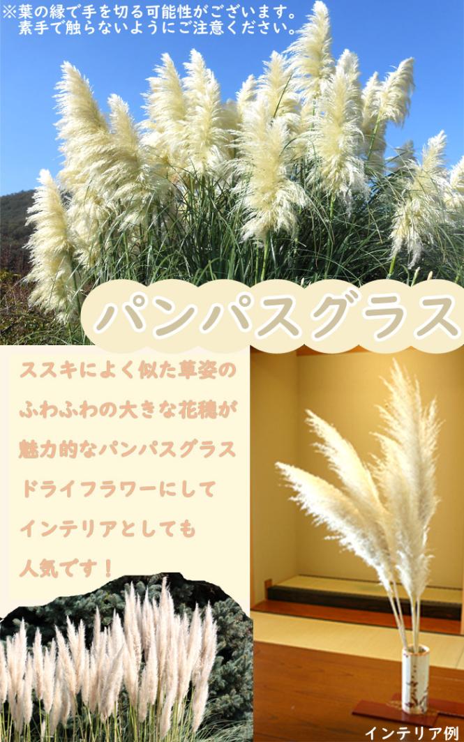 宿根草 苗 パンパスグラス 12cmポット グラス 草丈が高い