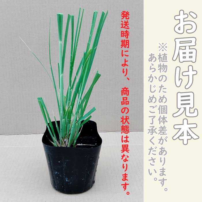 宿根草 苗 パンパスグラス 12cmポット グラス 草丈が高い