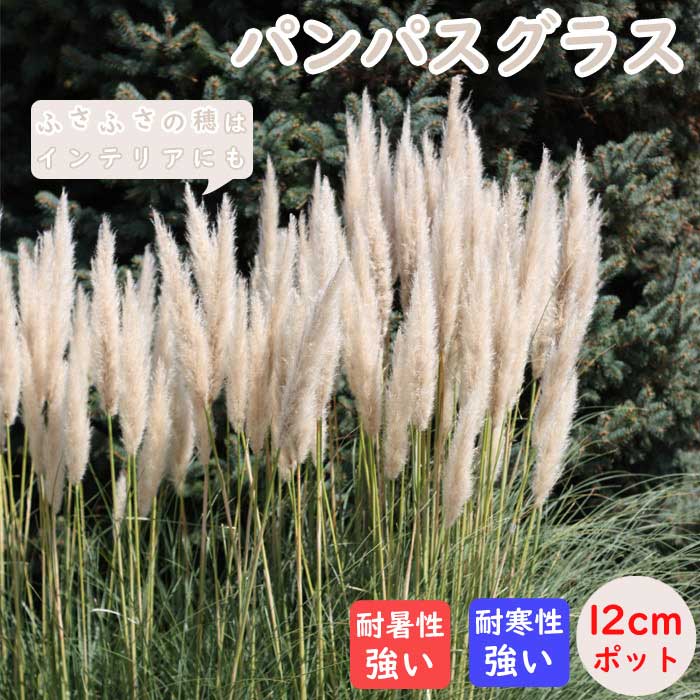 宿根草 苗 パンパスグラス 12cmポット グラス 草丈が高い