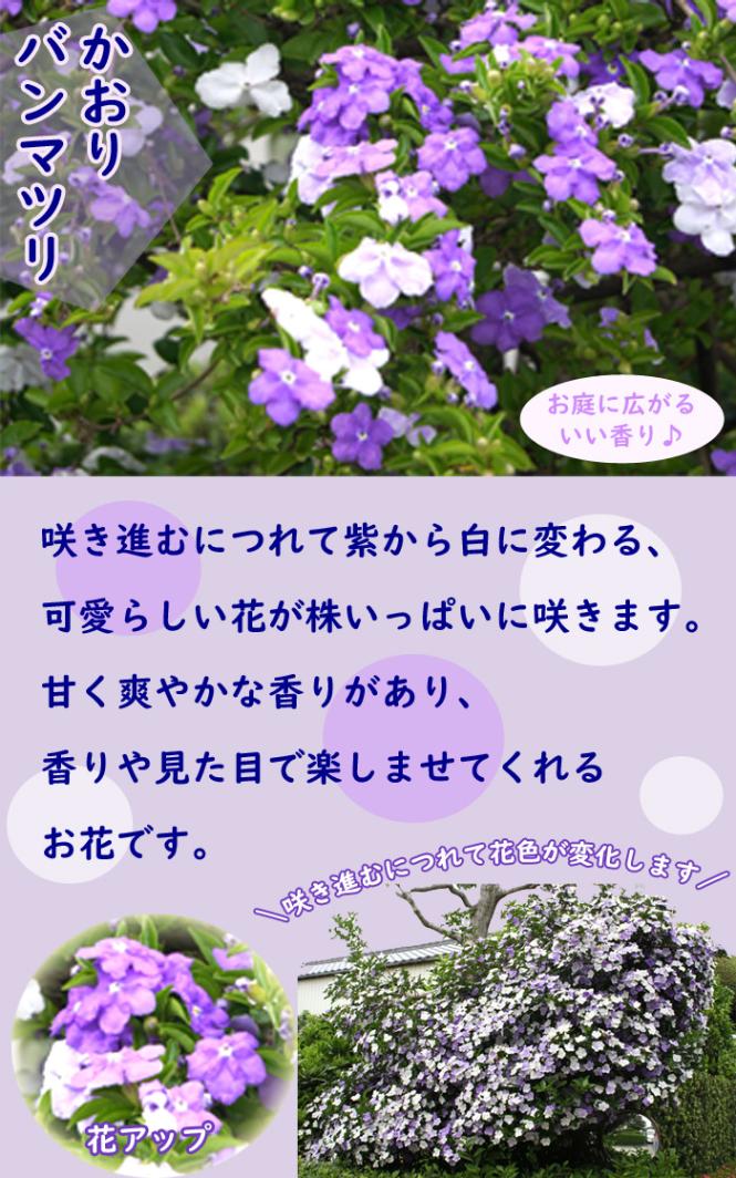 花木 苗 かおりバンマツリ 9cmポット ニオイバンマツリ 花色変化