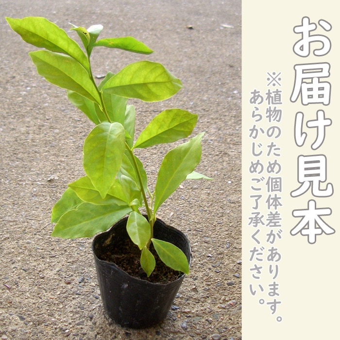花木 苗 かおりバンマツリ 9cmポット ニオイバンマツリ 花色変化