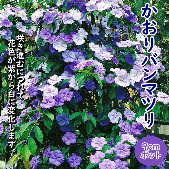 ニオイバンマツリ 花木 苗 かおりバンマツリ 9cmポット ニオイバンマツリ 花色変化