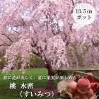 �̼���  ���� �� ��̩ �����ߤ� 13.5����ݥå� �ȼ��̪ ���ȷ����