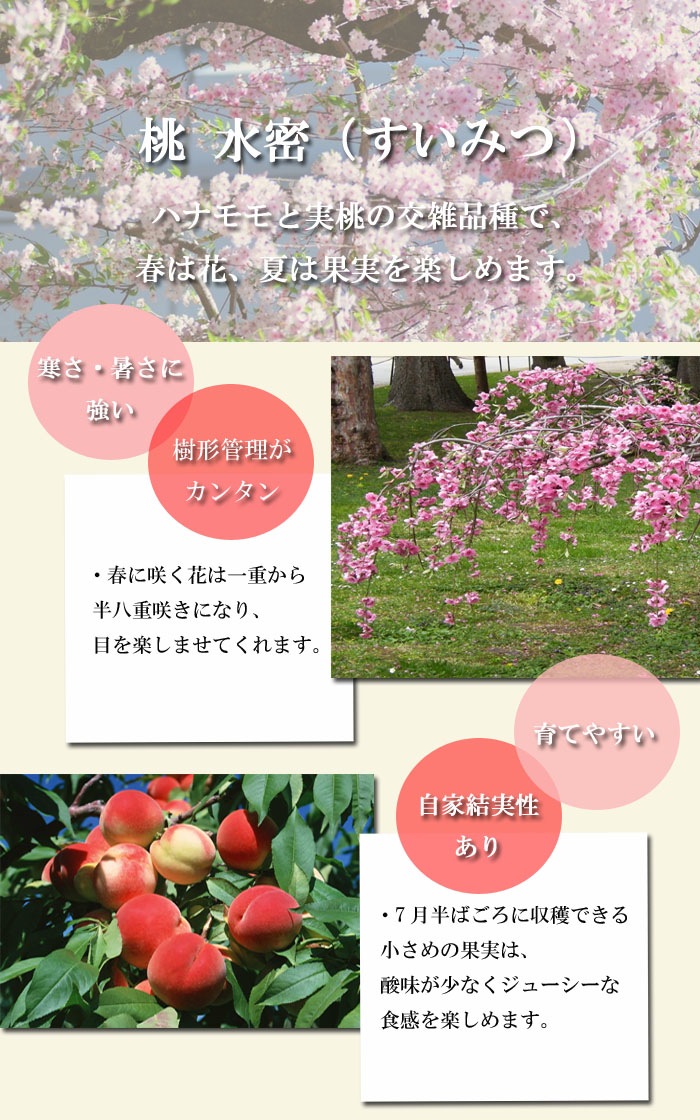 果樹苗 花木 桃 水密 すいみつ 13.5cmポット 照手水蜜 自家結実性