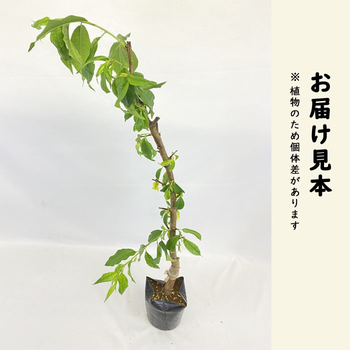 果樹苗 花木 桃 水密 すいみつ 13.5cmポット 照手水蜜 自家
