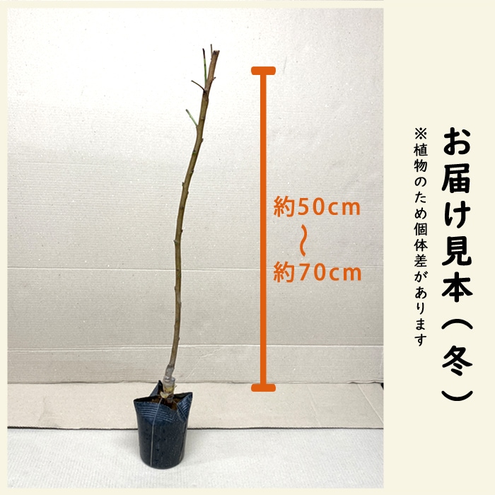 果樹苗 花木 桃 水密 すいみつ 13.5cmポット 照手水蜜 自家結実性