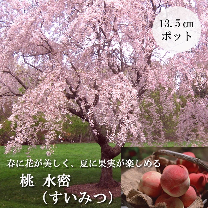 果樹苗 花木 桃 水密 すいみつ 13.5cmポット 照手水蜜 自家結実性