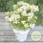 ������ �Υꥦ�ĥ� �ݡ��륹���� 10.5����ݥå� �����ǥ˥� ������� �� �� PVP