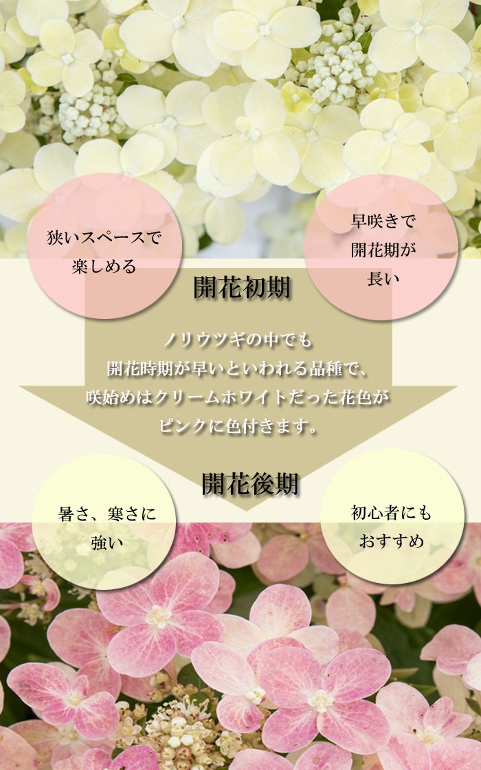 花木苗 ノリウツギ ポールスター 10.5cmポット ガーデニング