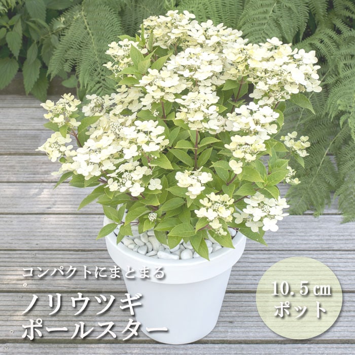 花木苗 ノリウツギ ポールスター 10.5cmポット ガーデニング