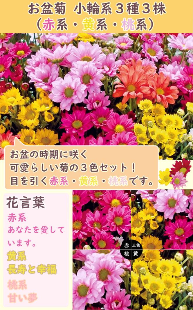 ピンク系小菊 秋咲き ピンク | 菊の育種、種苗販売。イノチオ精興園