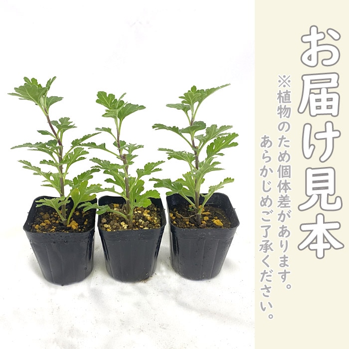 花苗 お盆菊 小輪系 3種3株 （赤系・黄系・桃系） 7.5cmポット 菊