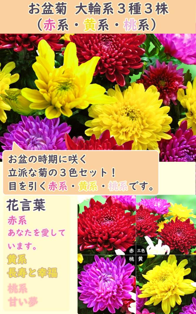 花苗 お盆菊 大輪系 3種3株 （赤系・黄系・桃系） 7.5cmポット 菊