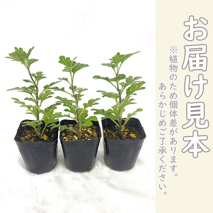 花苗 お盆菊 大輪系 3種3株 （赤系・黄系・桃系） 7.5cmポット 菊