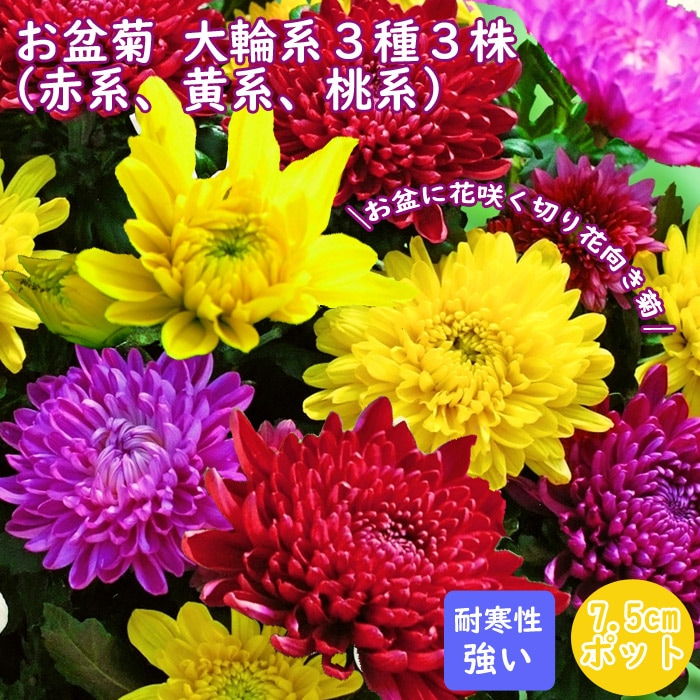 花苗 お盆菊 大輪系 3種3株 （赤系・黄系・桃系） 7.5cmポット 菊