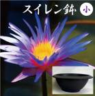 ������� ȭ �� ľ��38cm ����15cm 8��åȥ� �ץ饹���å� �ڤ�