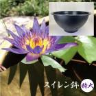 ������� ȭ ���� ľ��60cm ����30cm 50��åȥ� �ץ饹���å� �ڤ�