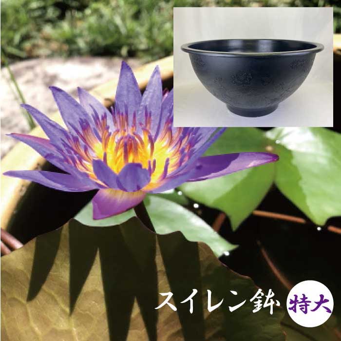 スイレン 鉢 特大 直径60cm 深さ30cm 50リットル プラスチック 軽い