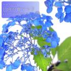 ��ޥ������� �������ĤƤޤ� ( �Ҥ夦���Τ����Ƥޤ� )  �� ���������� 13.5�����15����ݥå� �� ���۲� �������� ����