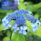 ��ͽ��ۥ�ޥ������� ���� ( �������礦 ) �� ���������� 13.5�����15����ݥå� �� ���۲� �������� ���ڡڣ����Ⱦ���缡ȯ����