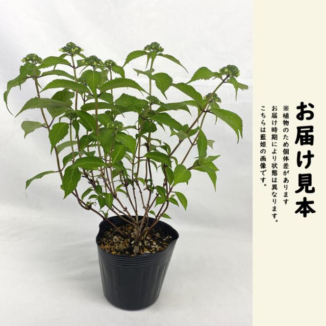 ヤマアジサイ 海峡 ( かいきょう ) 苗 山アジサイ 13.5cm～15cm