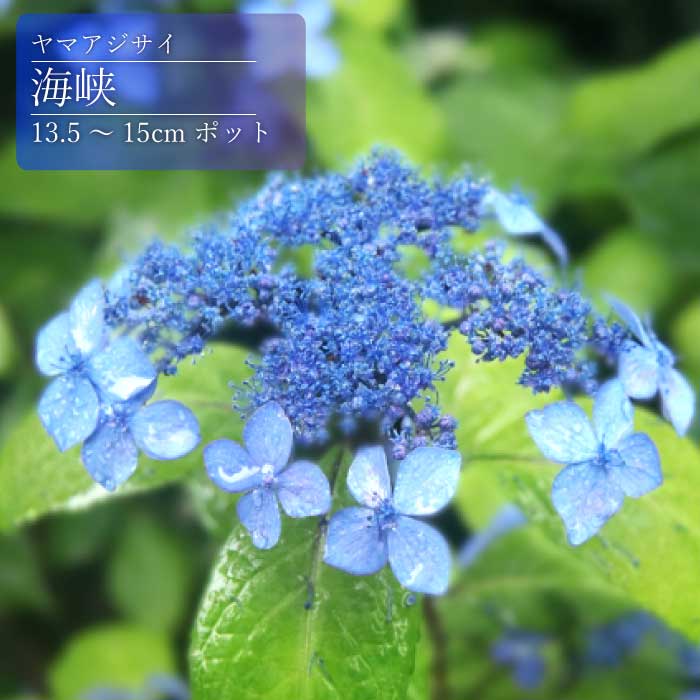ヤマアジサイ 海峡 ( かいきょう ) 苗 山アジサイ 13.5cm～15cm